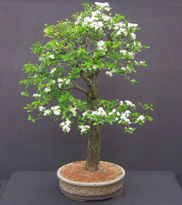 Hawthorn Bonsai Progression Series